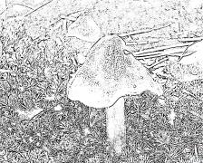 mushroom Itulau Lanu Lolomi